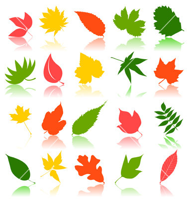 Vector Leaf Shape