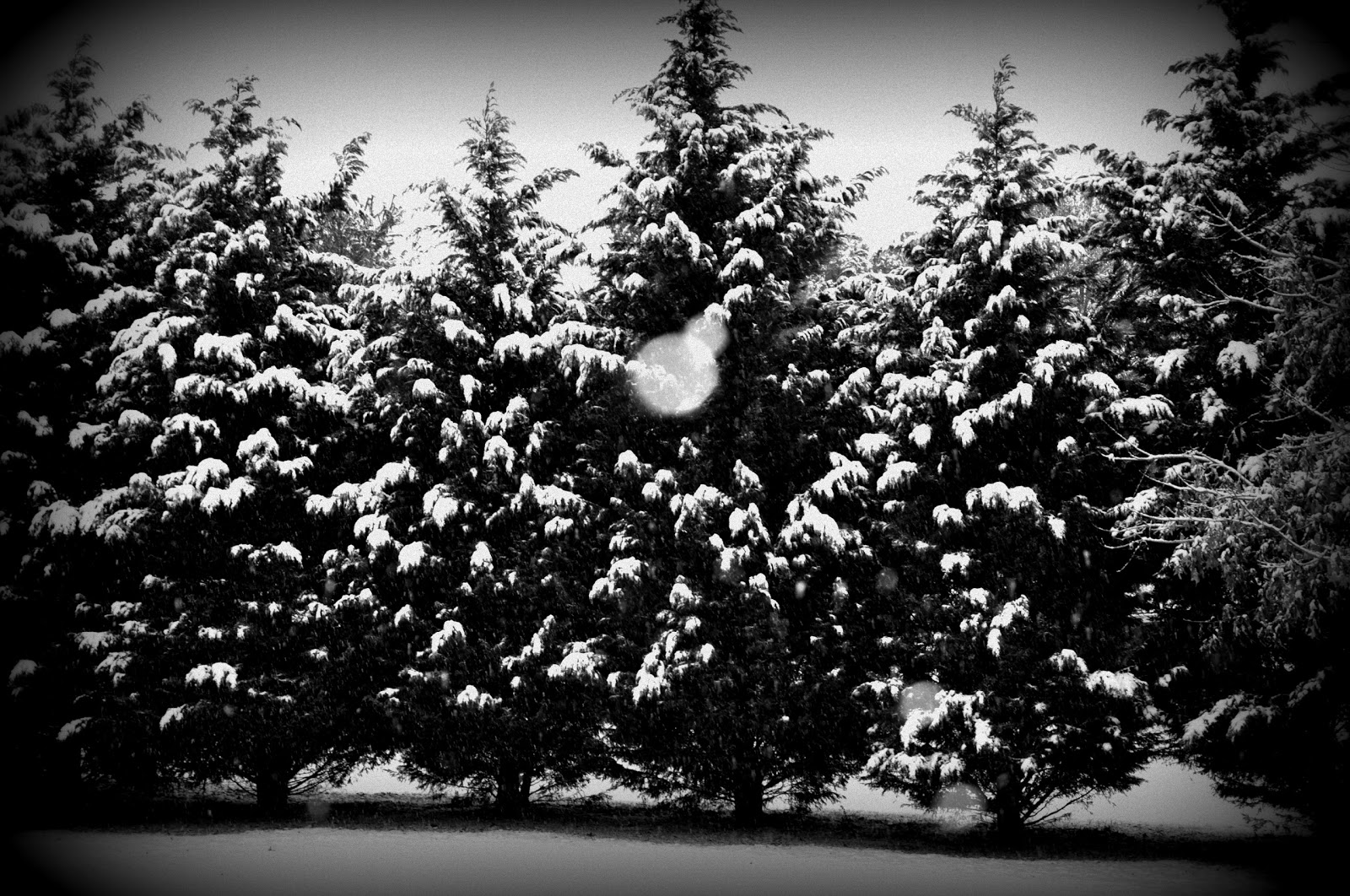 Black and White Christmas