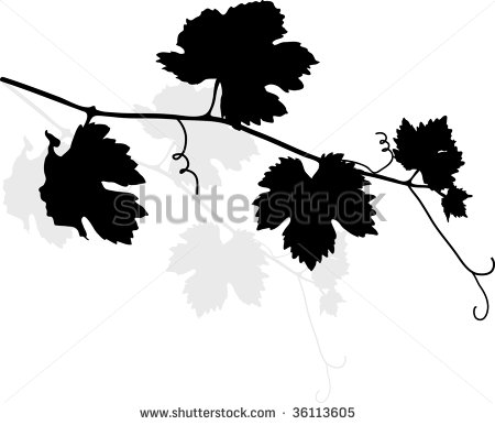 Black Vine Vector