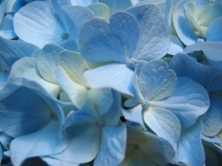 Blue Flowers Photography