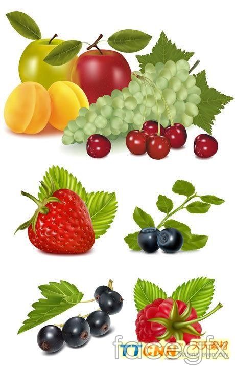 Cherry Fruit Vector