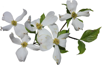 Dogwood Branch with Flowers