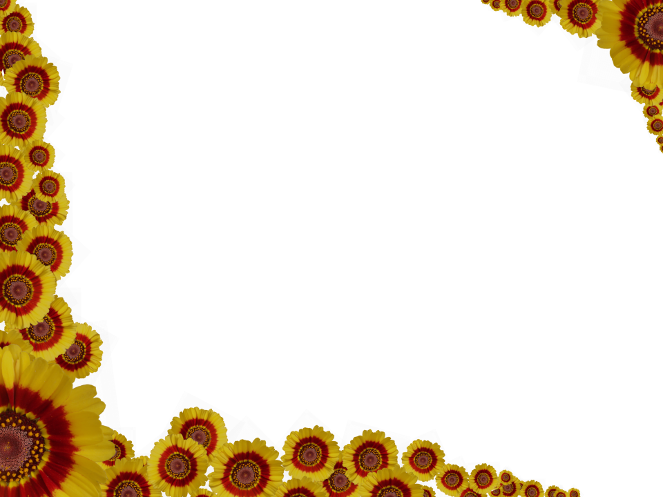 Flower Border Transparent