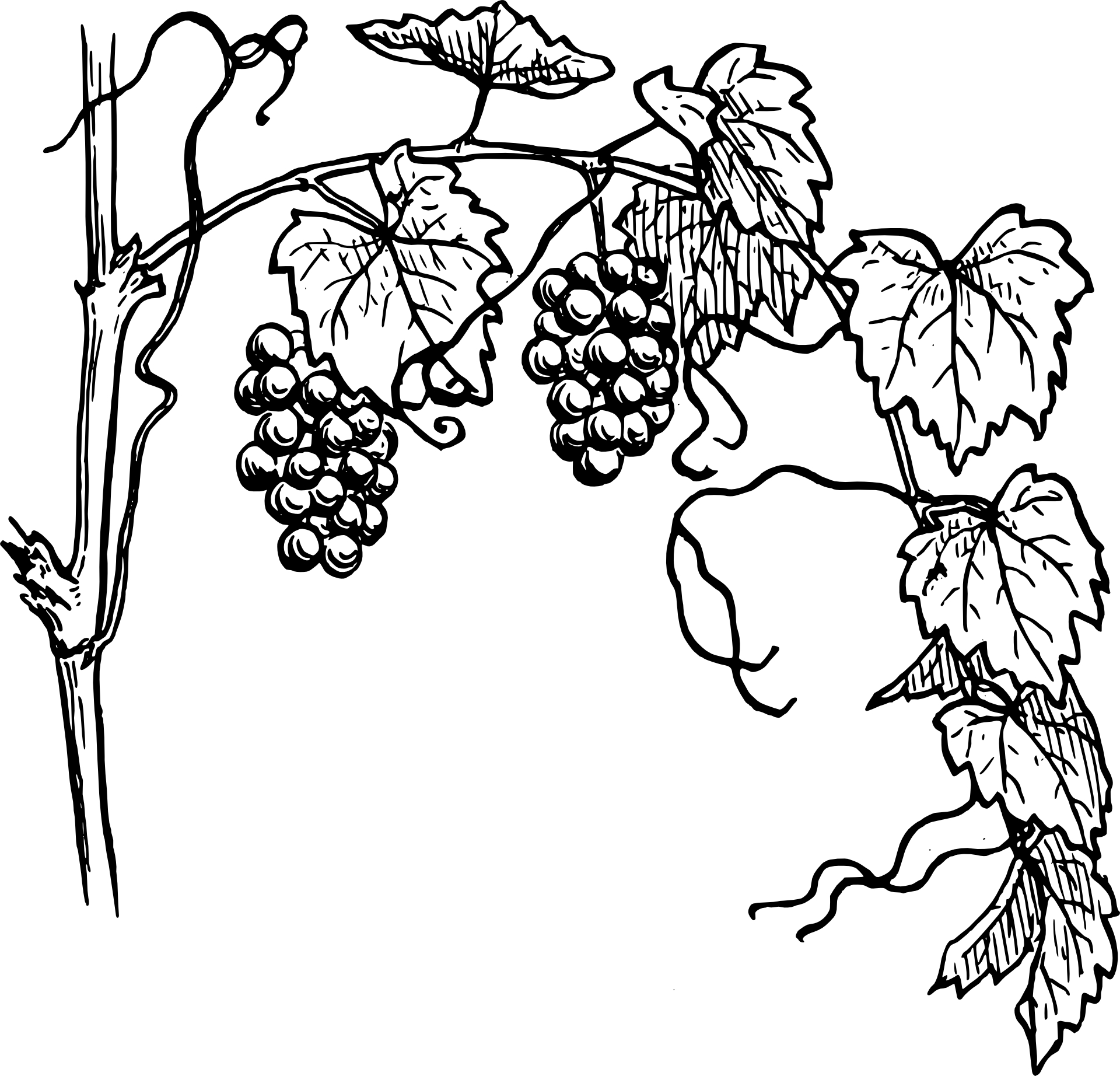 Free Grapevine Clip Art