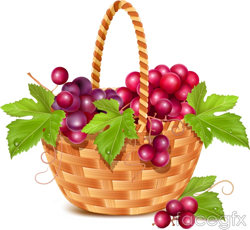 Fruit Basket Vector