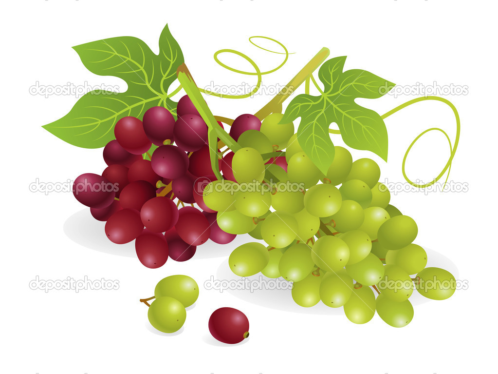 Fruit Grapes Illustration
