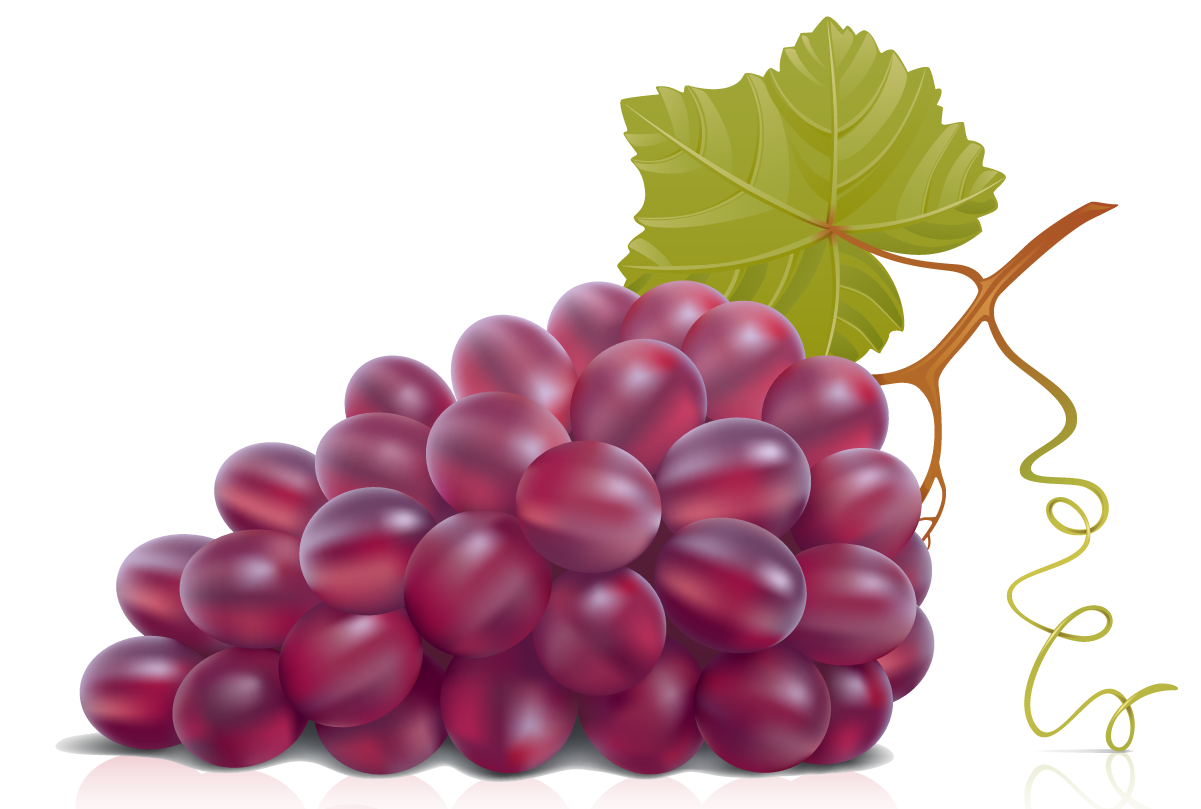 Grapes Vector