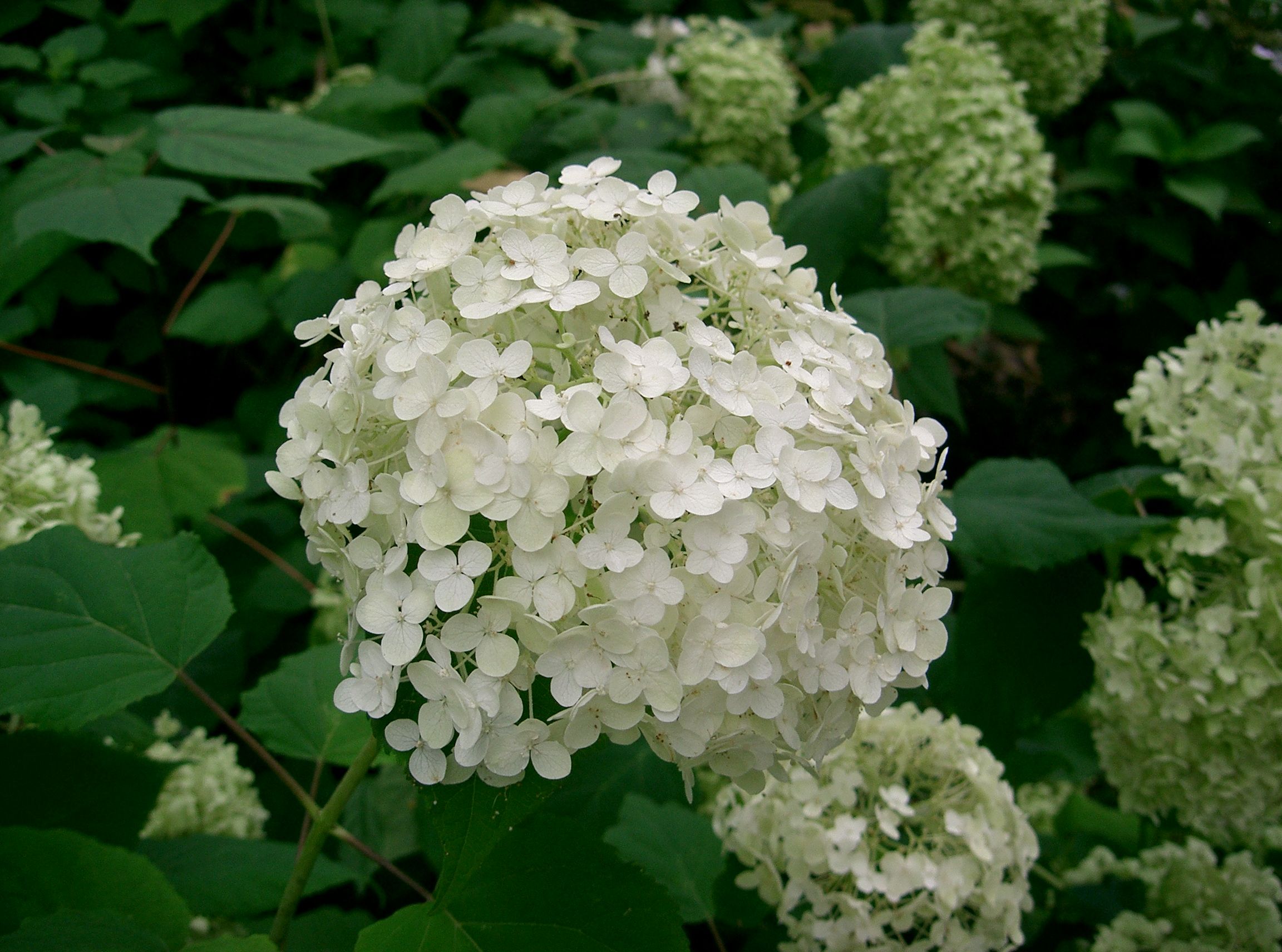 Hydrangea Arborescens Annabelle'