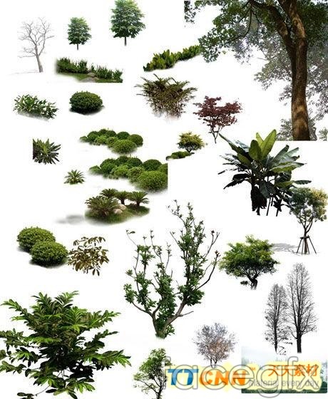 Landscape Pine Trees Photoshop