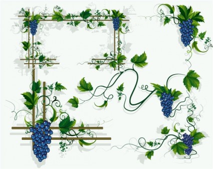 Leaves Grapes Vines Vector