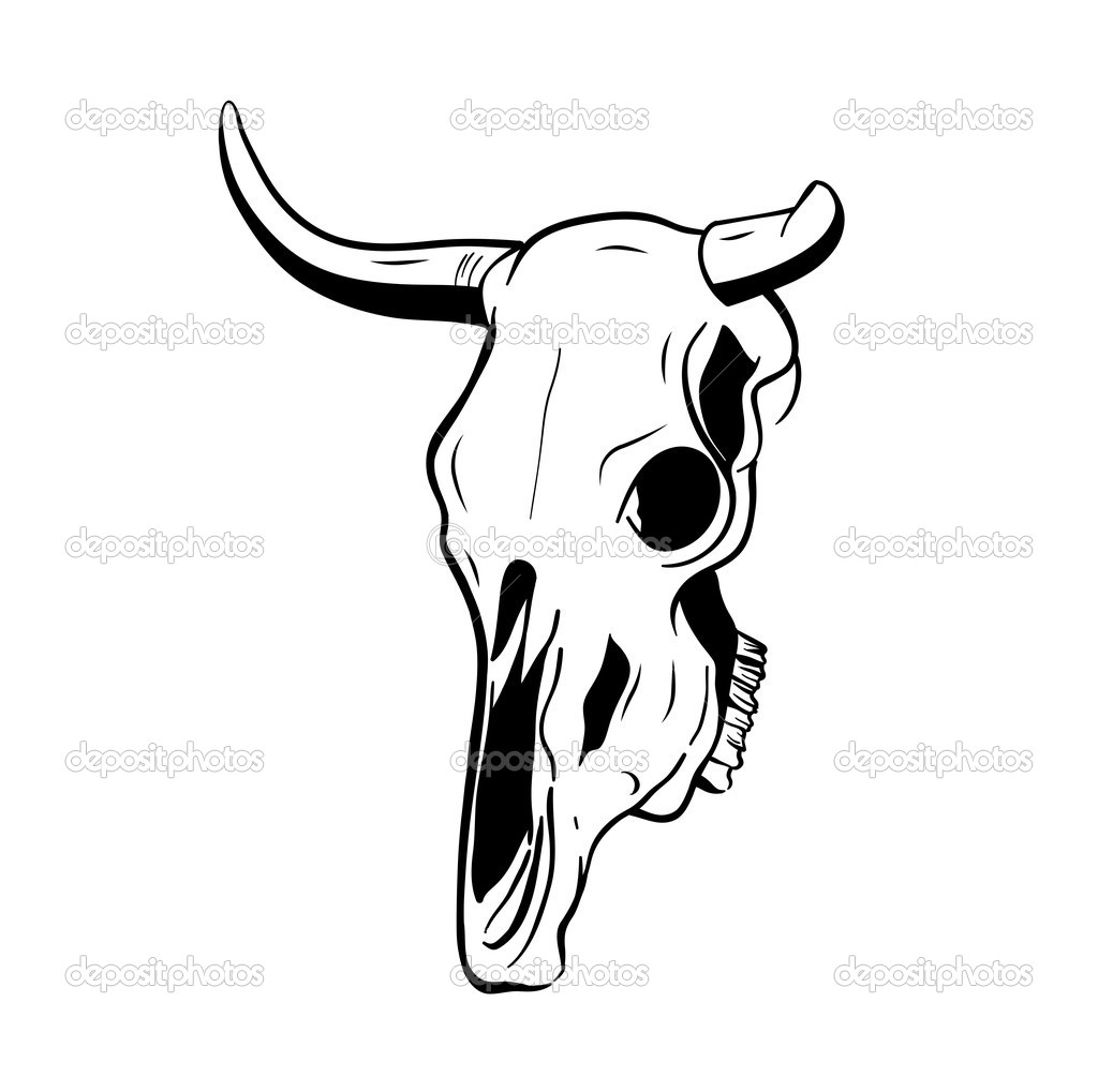 Longhorn Bull Skull Drawing