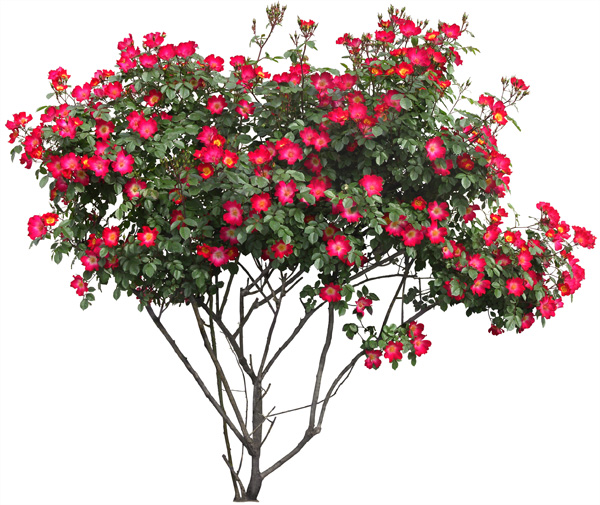 Transparent Tree with Red Flowers