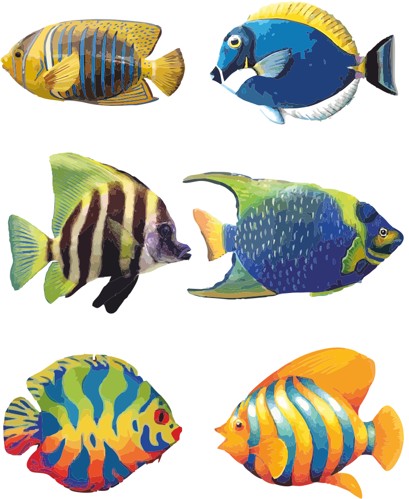 Tropical Fish Drawings