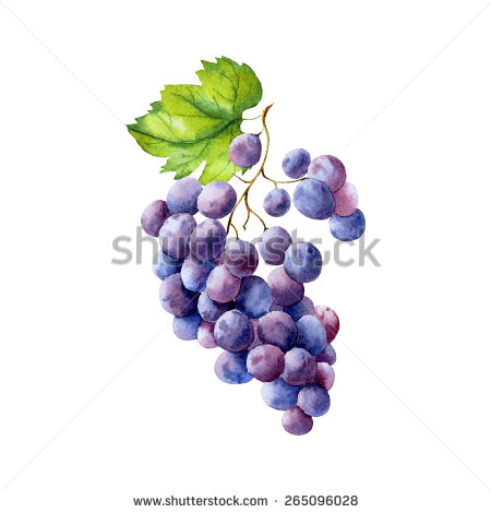 Watercolor Grapes Clip Art