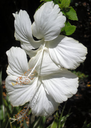 White Tropical Flowers