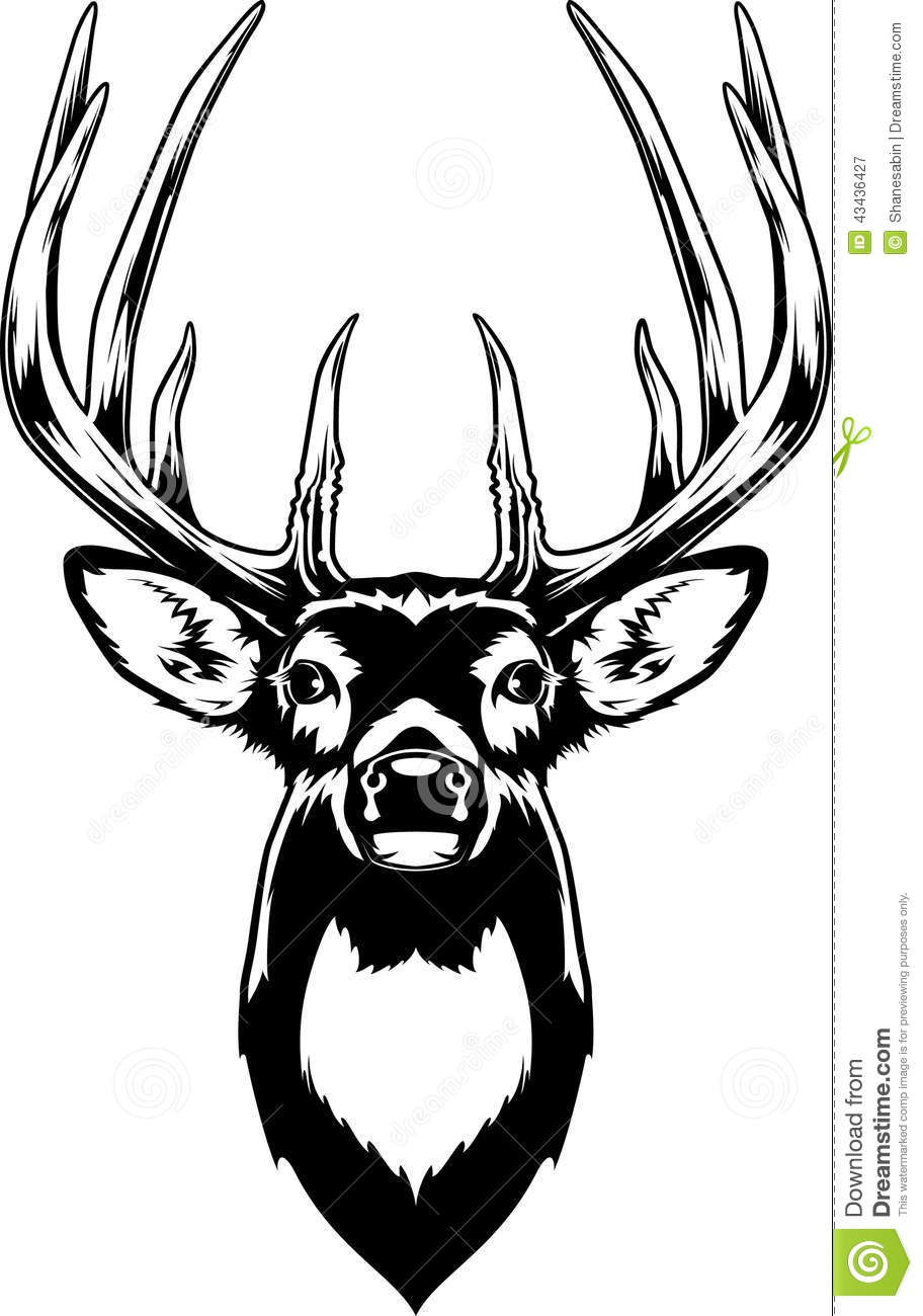 Whitetail Deer Head Vector