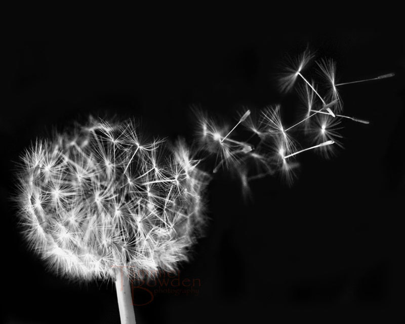 Black and White Dandelion Photography