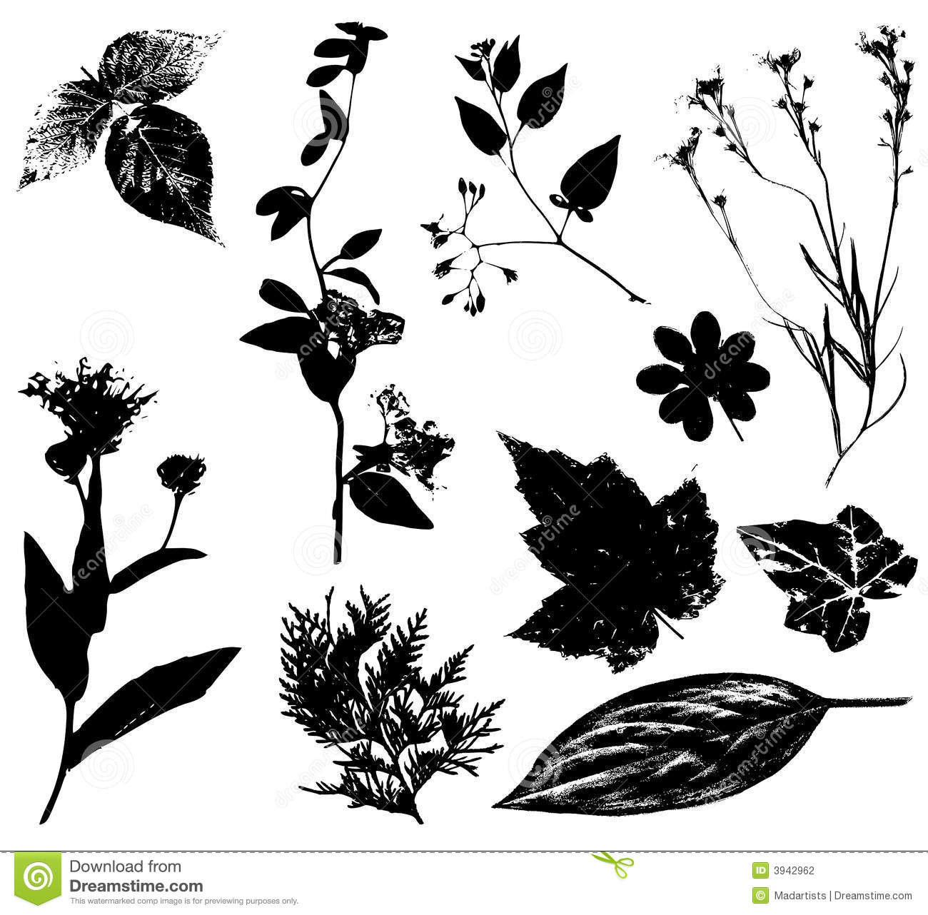 Black and White Flower Leaves