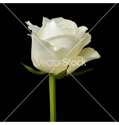 Black and White Single Rose