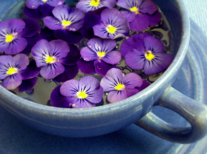 February Flower Violets