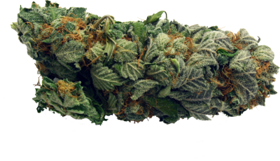 High Resolution Bud