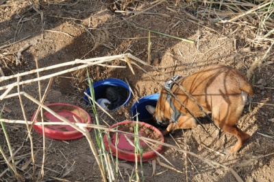 Military Working Dogs