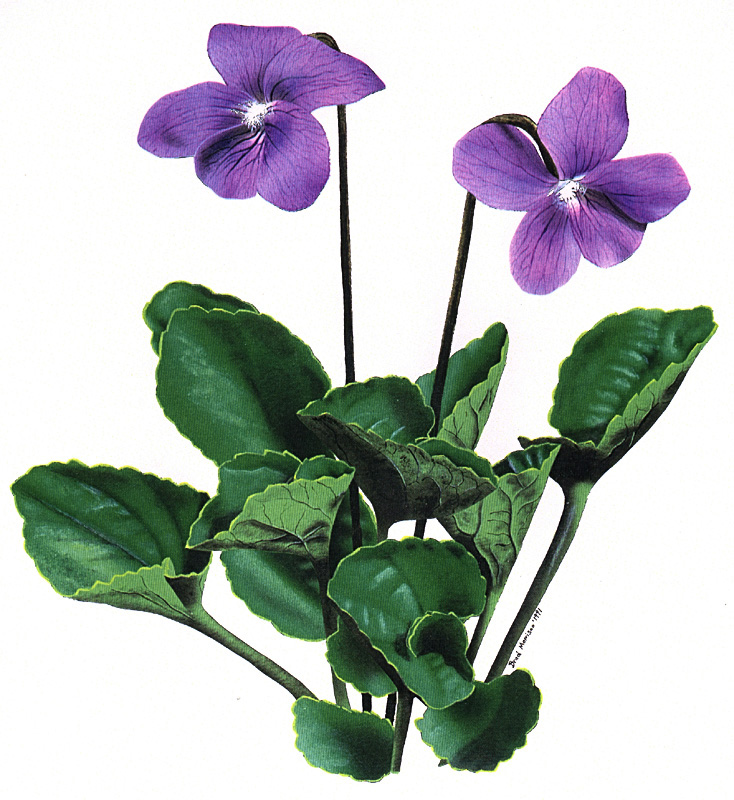 New Brunswick Purple Violet Flower