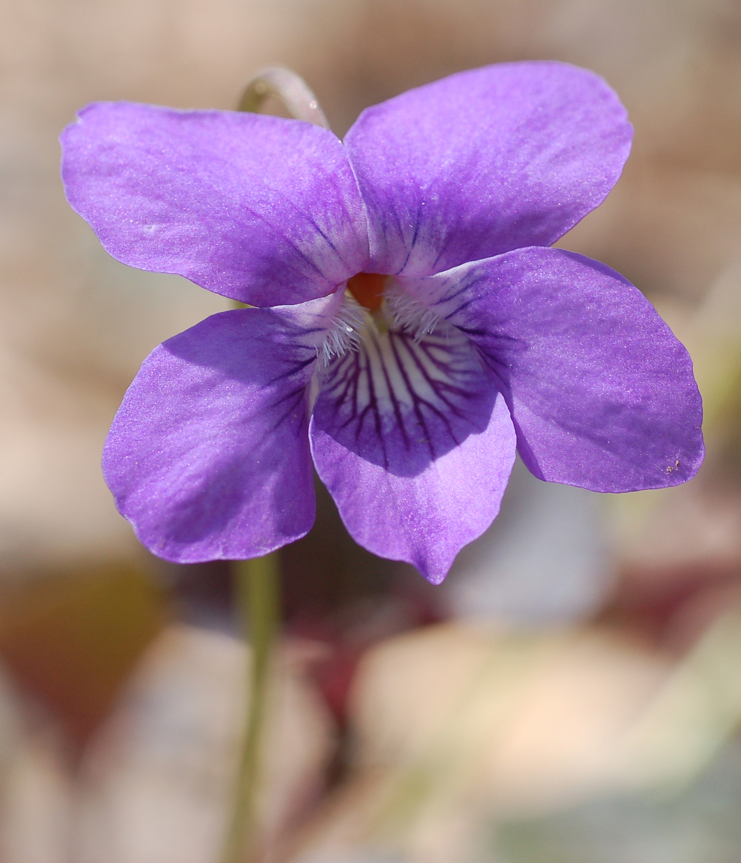 New Brunswick Purple Violet Flower