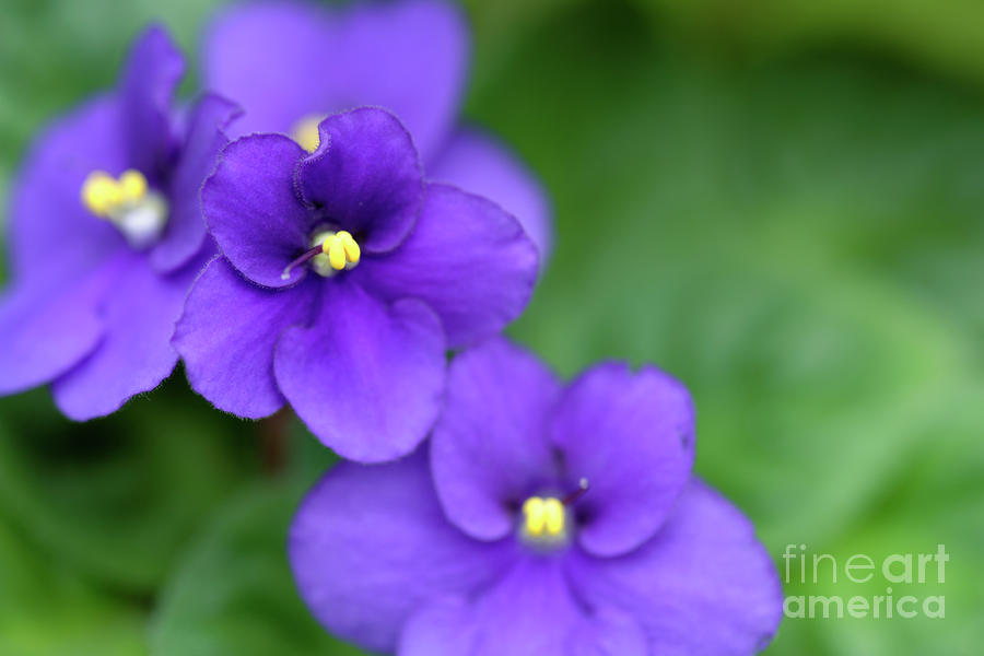 Purple African Violet Flower