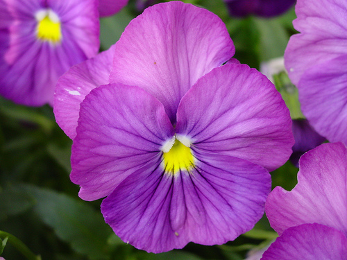 Purple Violet Flowers
