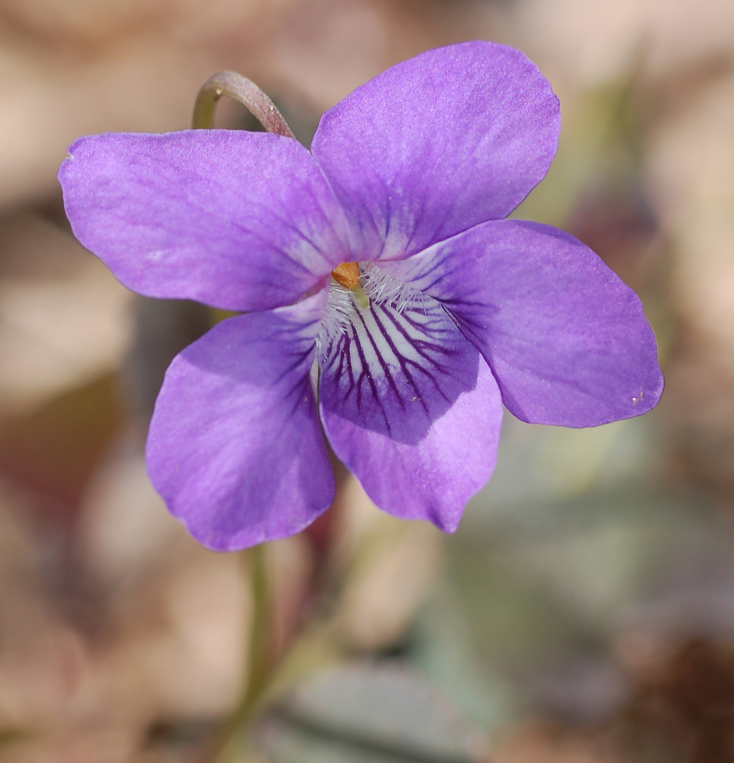 Viola Violet Flower