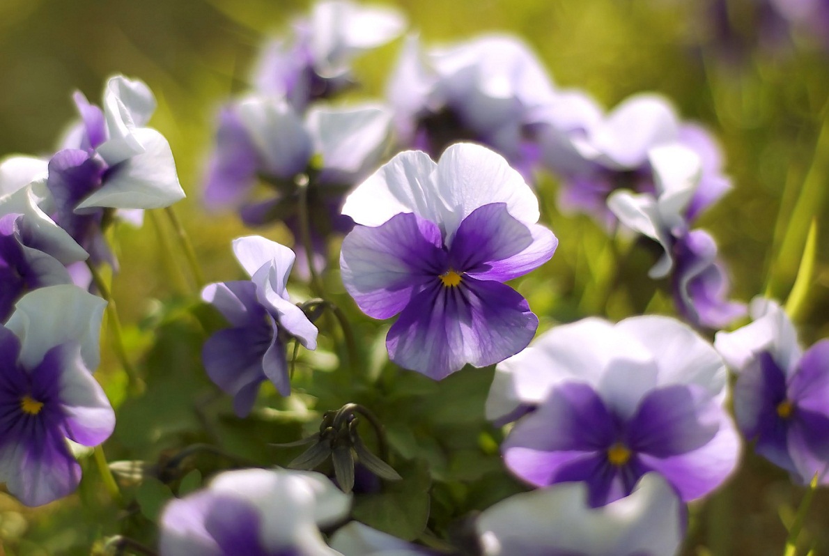 Violet Color Flowers