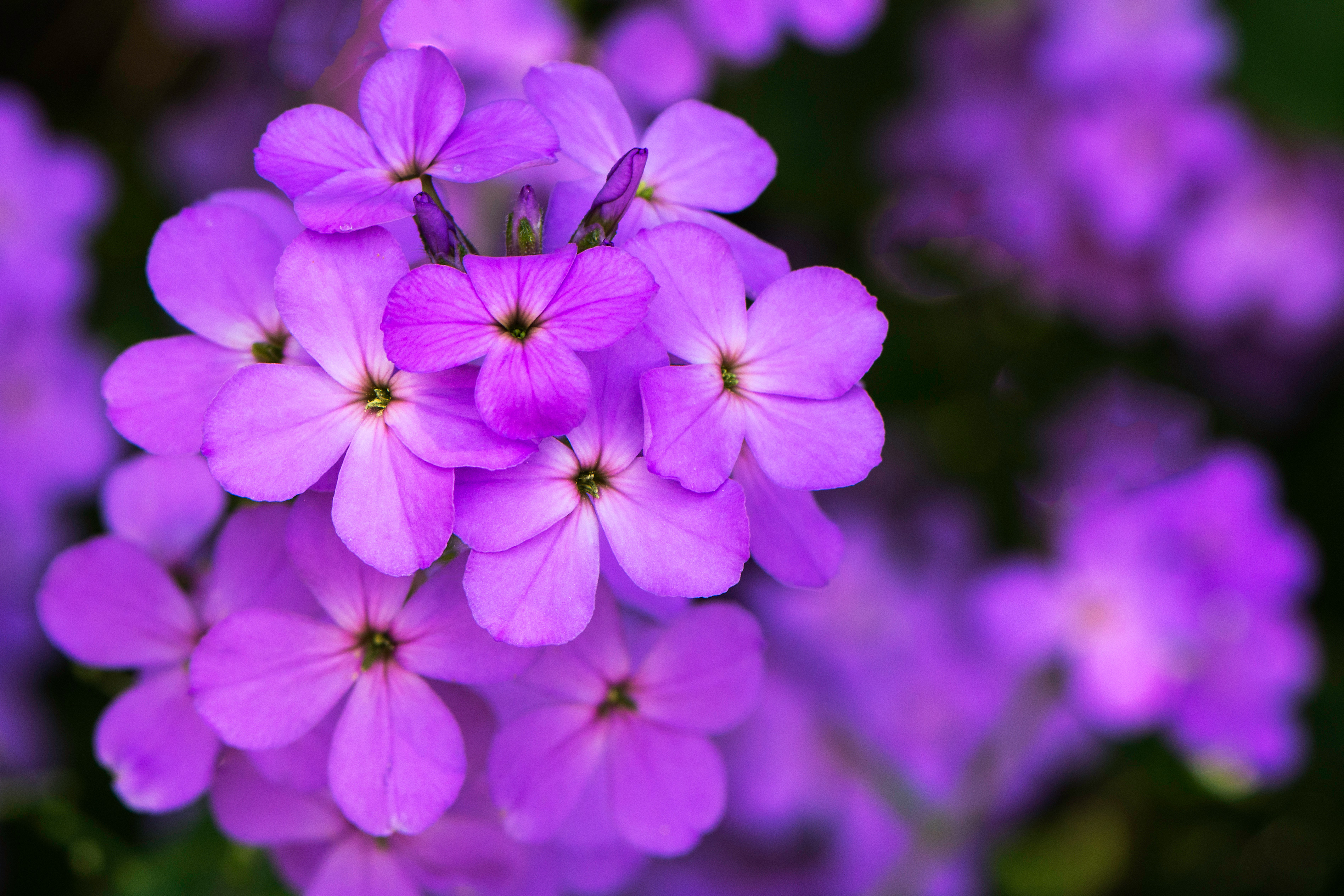 Violet Flower Names