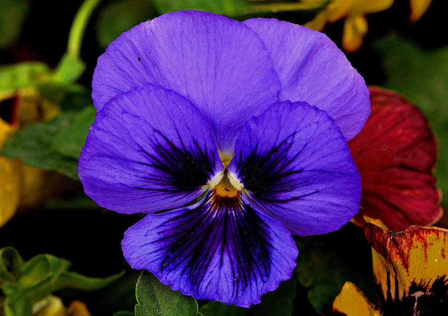 Violet Flower Painting