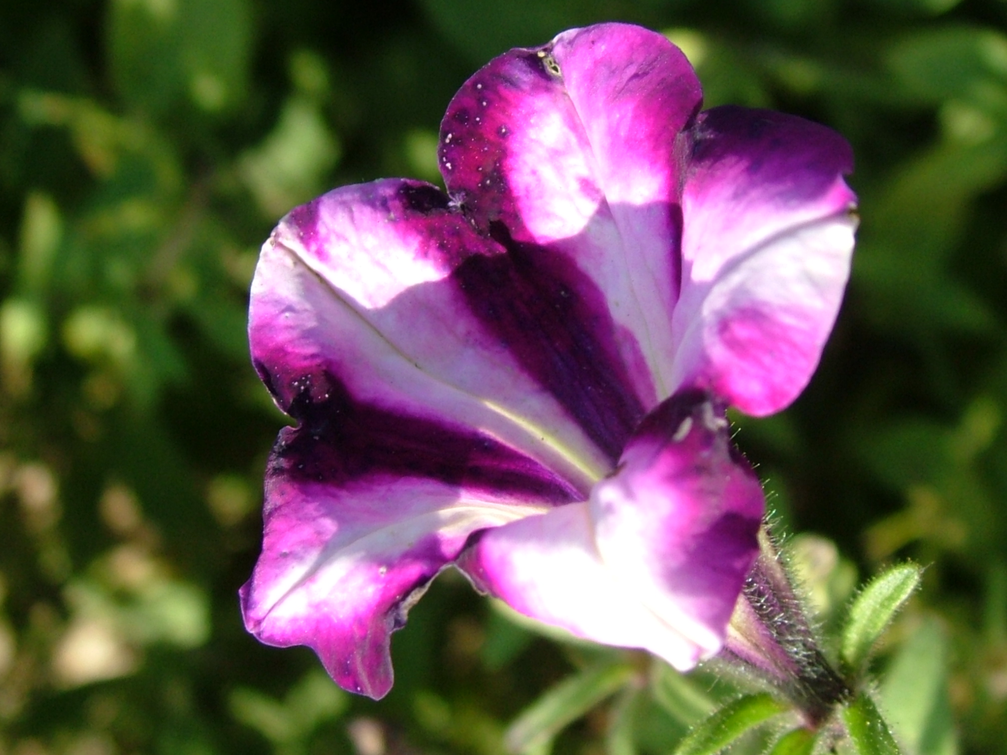 Violet Flower