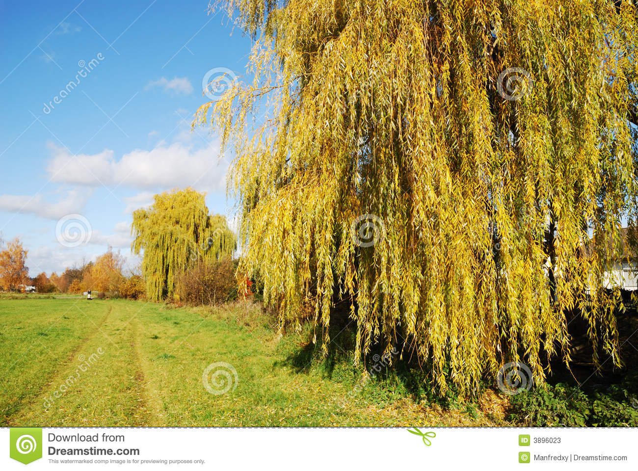 Weeping Willow Landscape