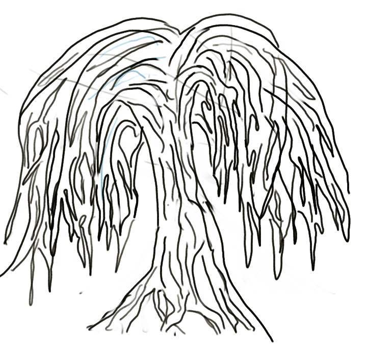 Weeping Willow Tree Drawings