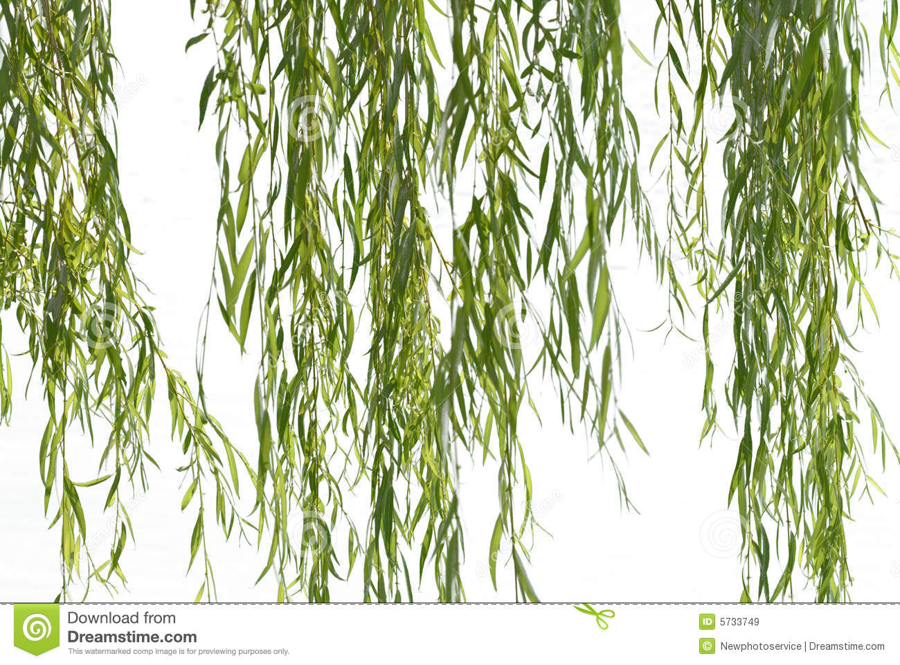 Weeping Willow Tree Leaves