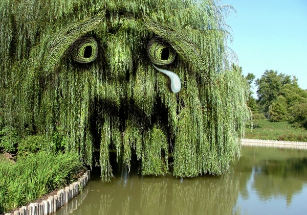 Weeping Willow Tree