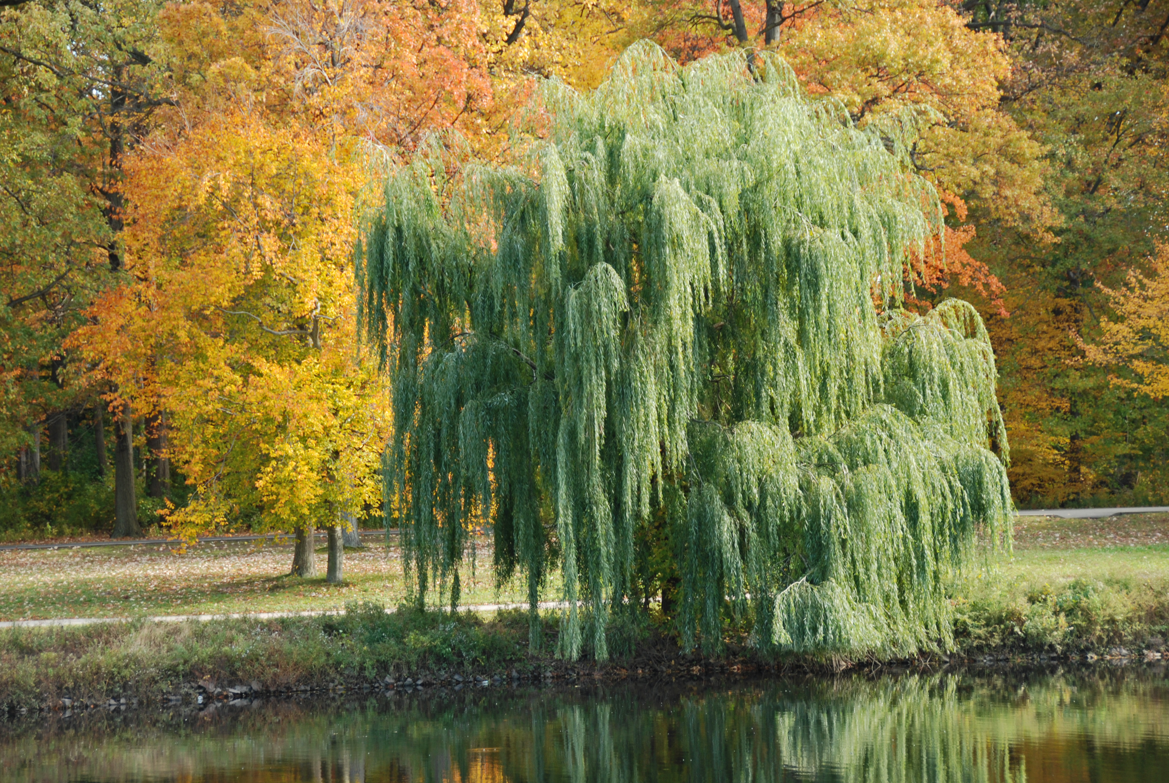 Weeping Willow Tree