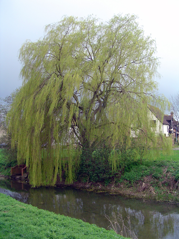 Weeping Willow Tree