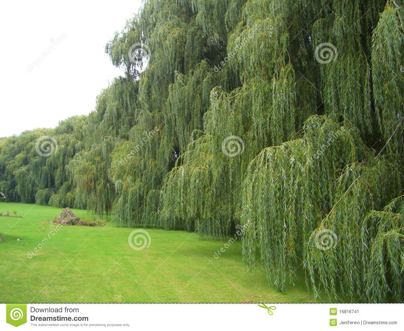 Weeping Willow Trees for Sale