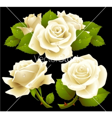White Rose Vector Art