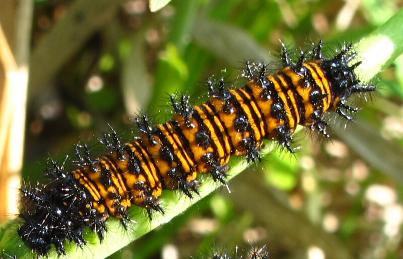 Baltimore Checkerspot Butterfly