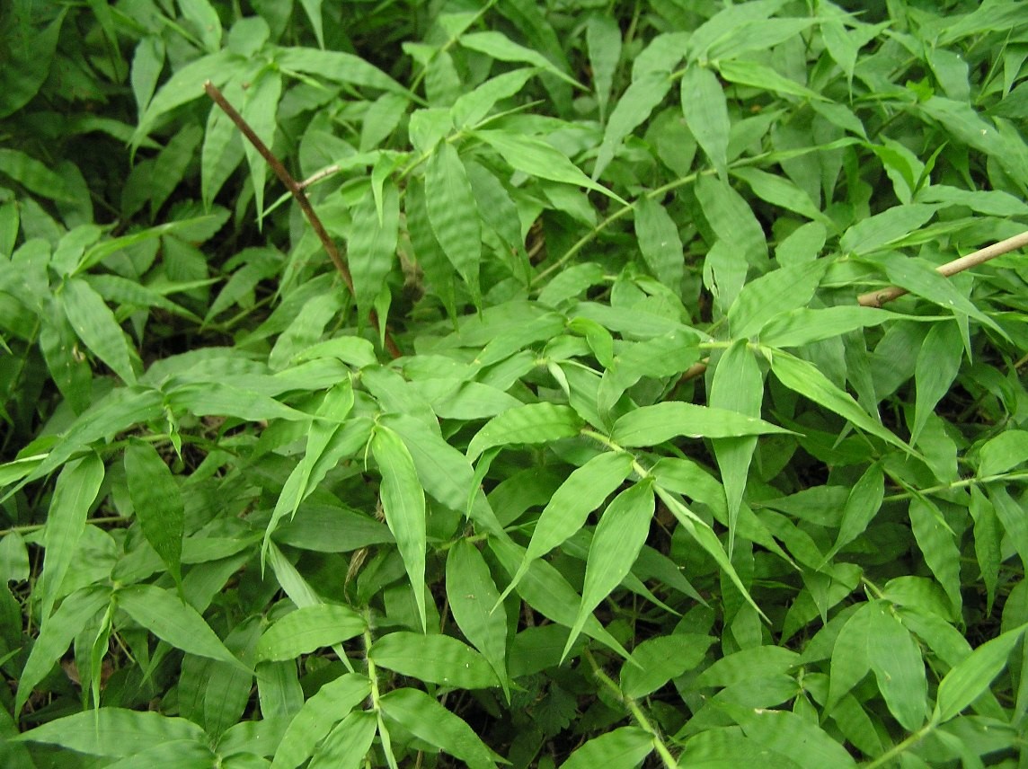 Basket Grass Plant