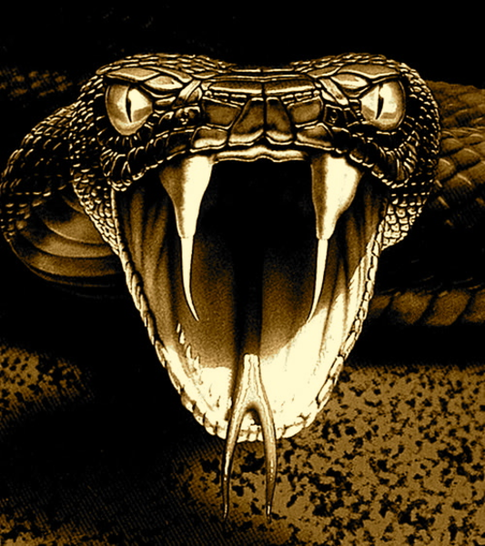 Black Viper Snake Drawings Black Viper Snake Drawings