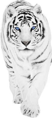 Black & White Tigers