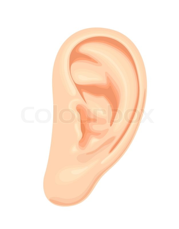 Cartoon Human Ear