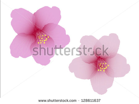 Cherry Blossom Flower Vector