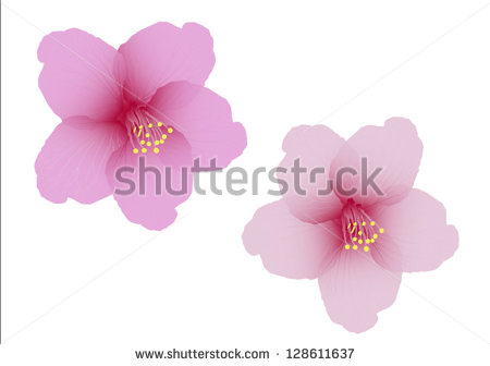 Cherry Blossom Flower Vector Cherry Blossom Flower Vector
